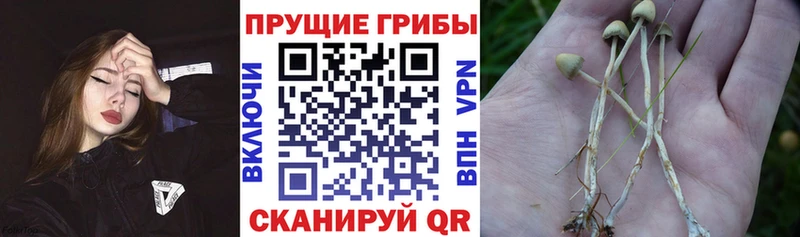 Псилоцибиновые грибы Magic Shrooms  купить закладку  Кашира 